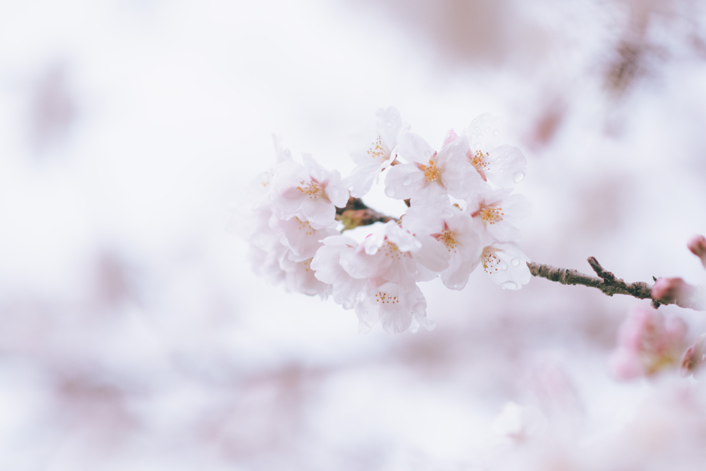 雨上がりの桜