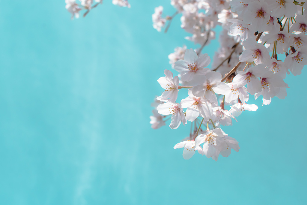 安部山公園の桜3