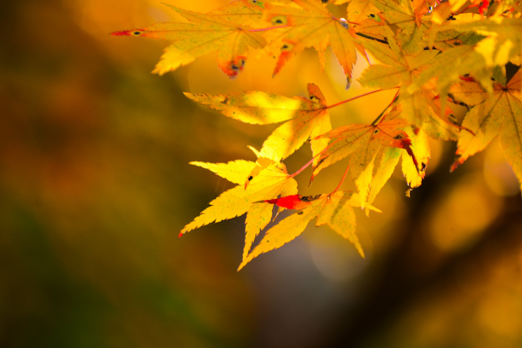 菊池渓谷　紅葉
