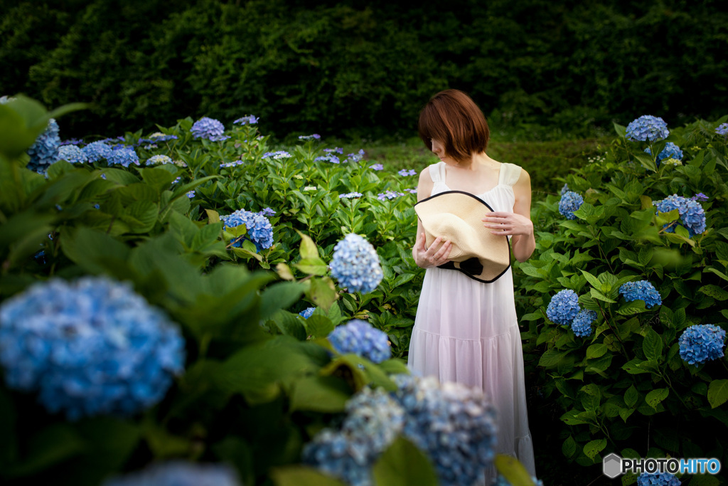 紫陽花の頃に