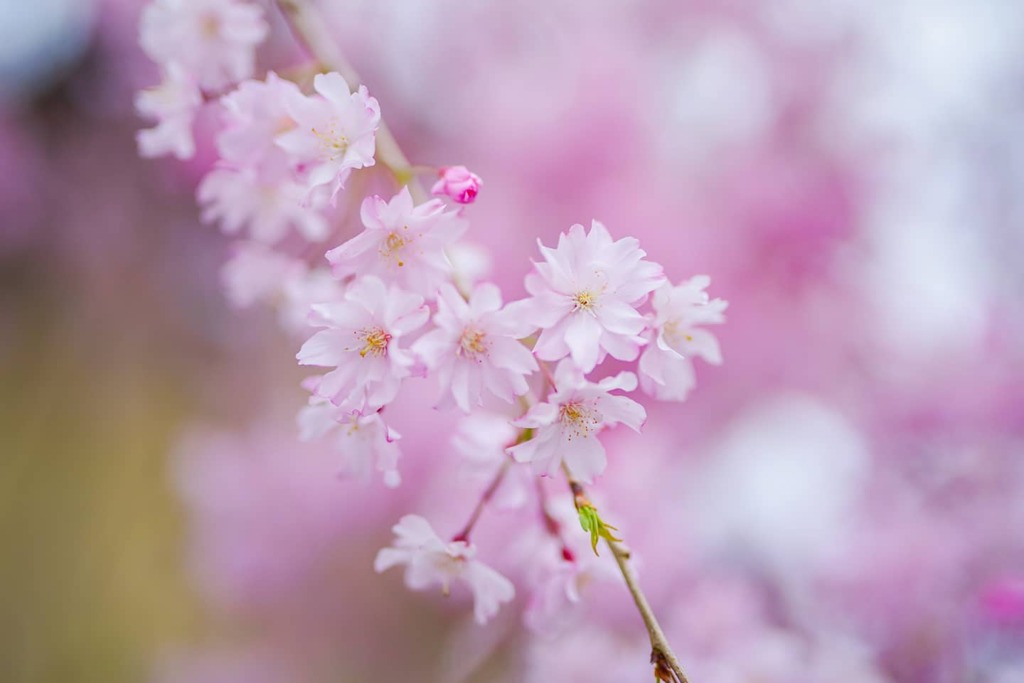 桜