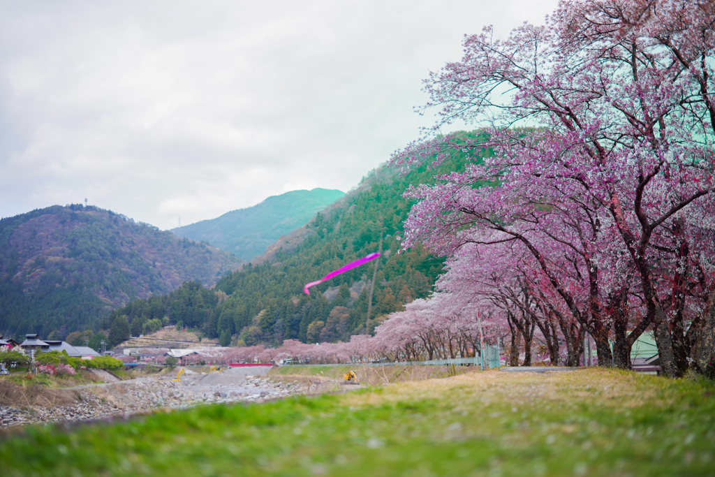 桜景色。