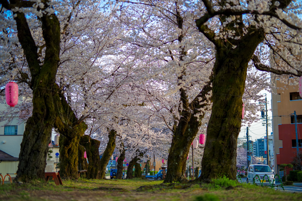 桜並木