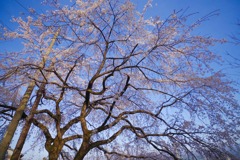 桜と空