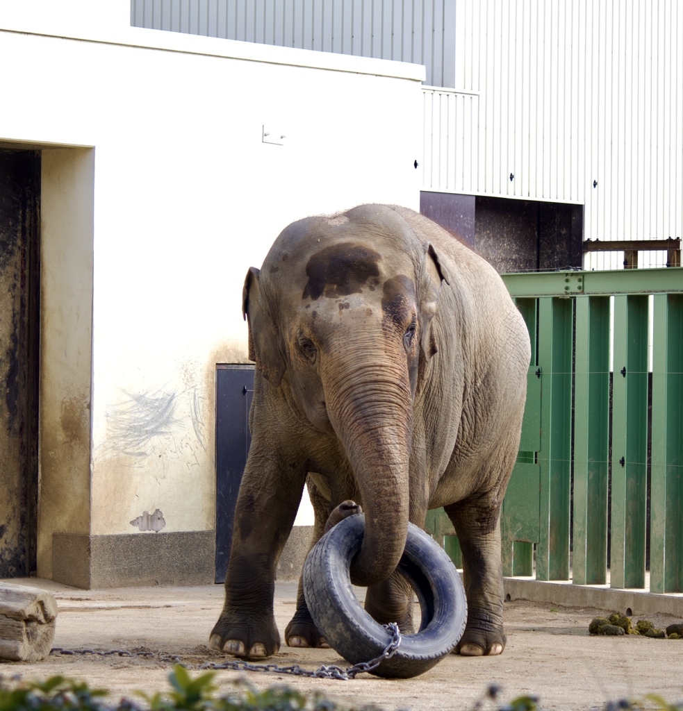 動物園にて　5