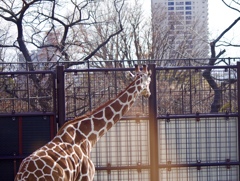 動物園にて　2