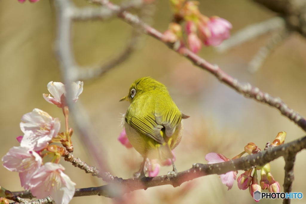 河津桜とメジロさん