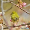 河津桜とメジロさん