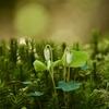 6月苔の森②