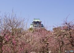大阪城の梅林①