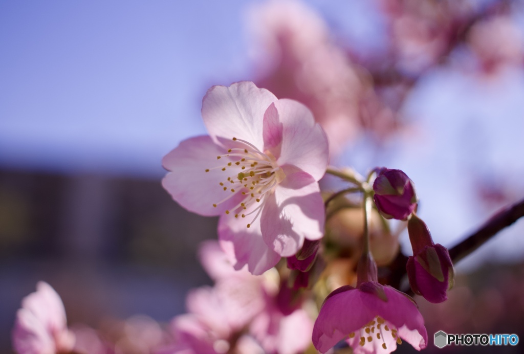 公園の河津桜③