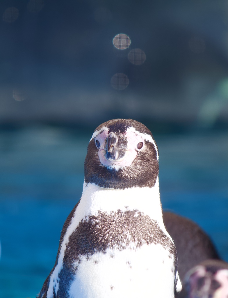 動物園にて　7