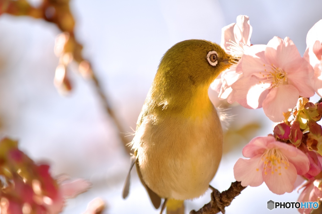 河津桜とメジロさん　7