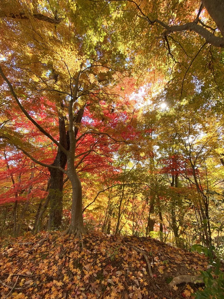 紅葉のころ