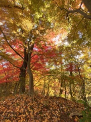 紅葉のころ