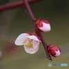 つぼみが好き