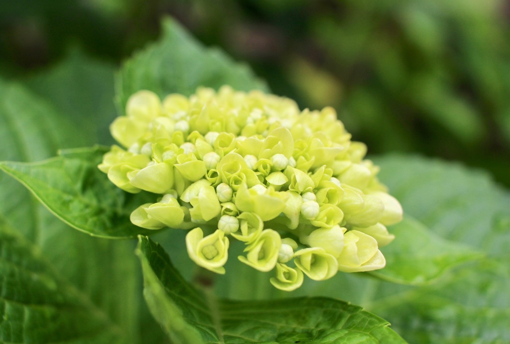 庭の紫陽花