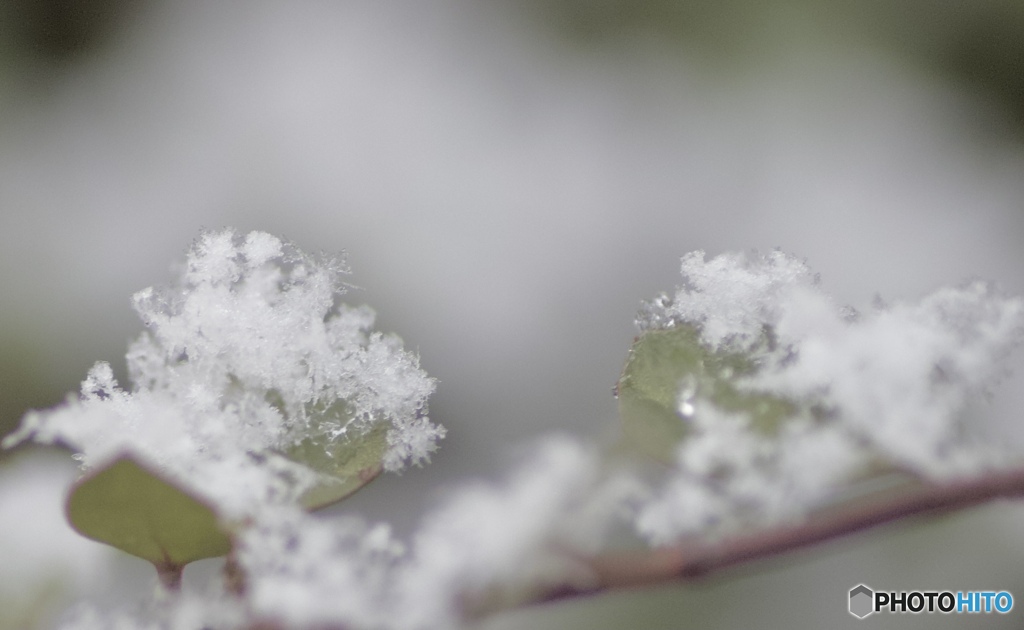 雪の日　2