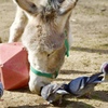 動物園にて　3