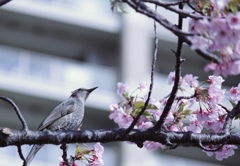 お花見　3