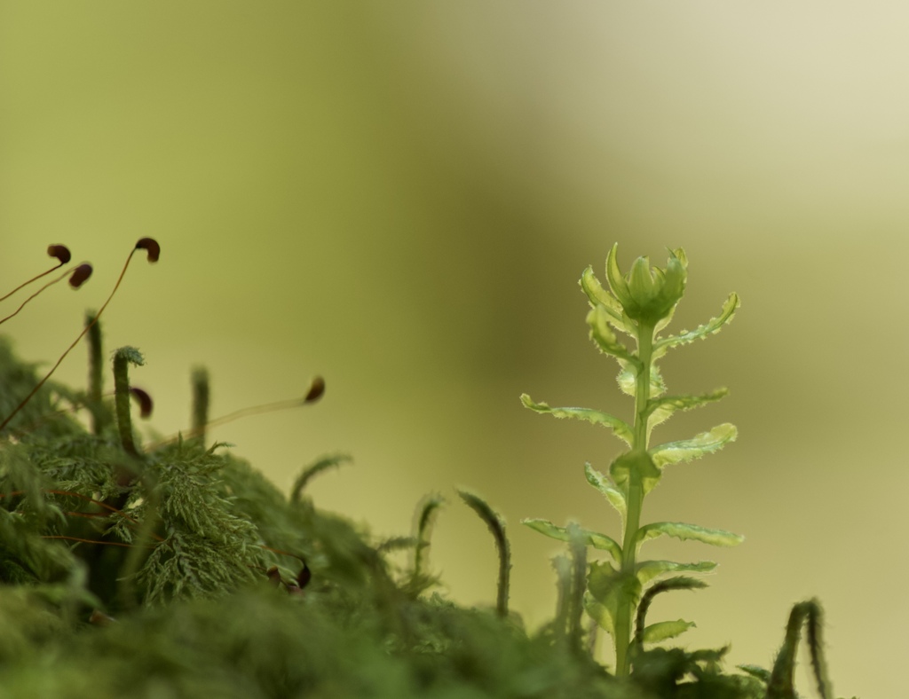 6月苔の森③