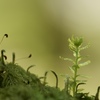 6月苔の森③