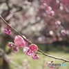 大阪城梅林④