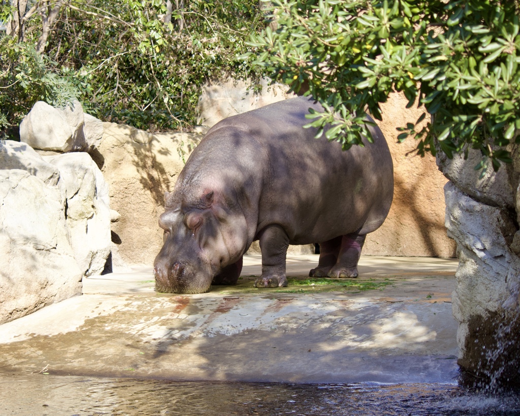 動物園にて　4