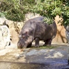 動物園にて　4