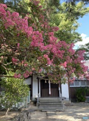 百日紅と小さなお堂