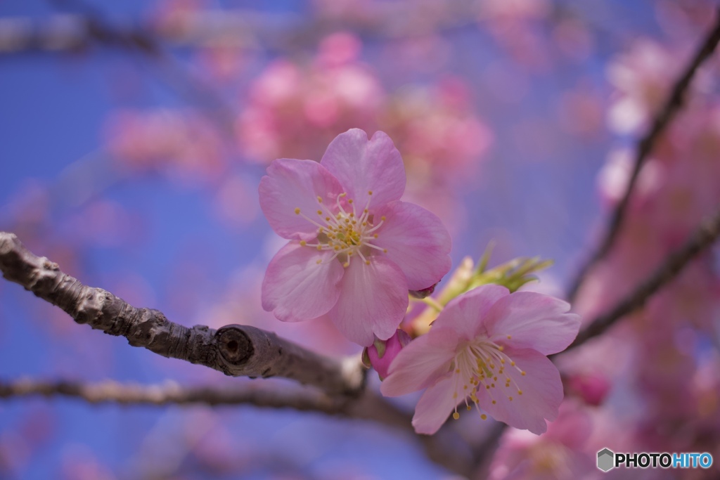 公園の河津桜④