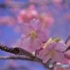 公園の河津桜④