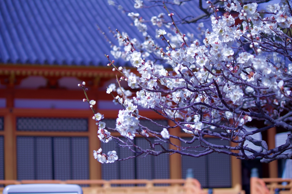 お寺と梅