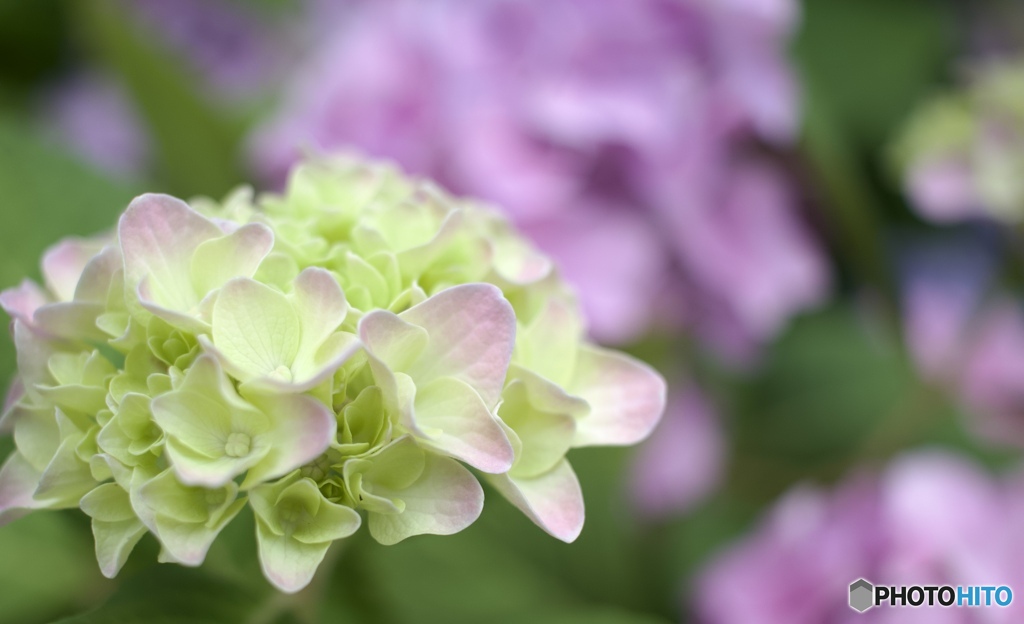 紫陽花さんぽ　⑤