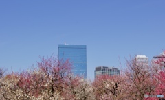大阪城梅林②