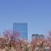 大阪城梅林②