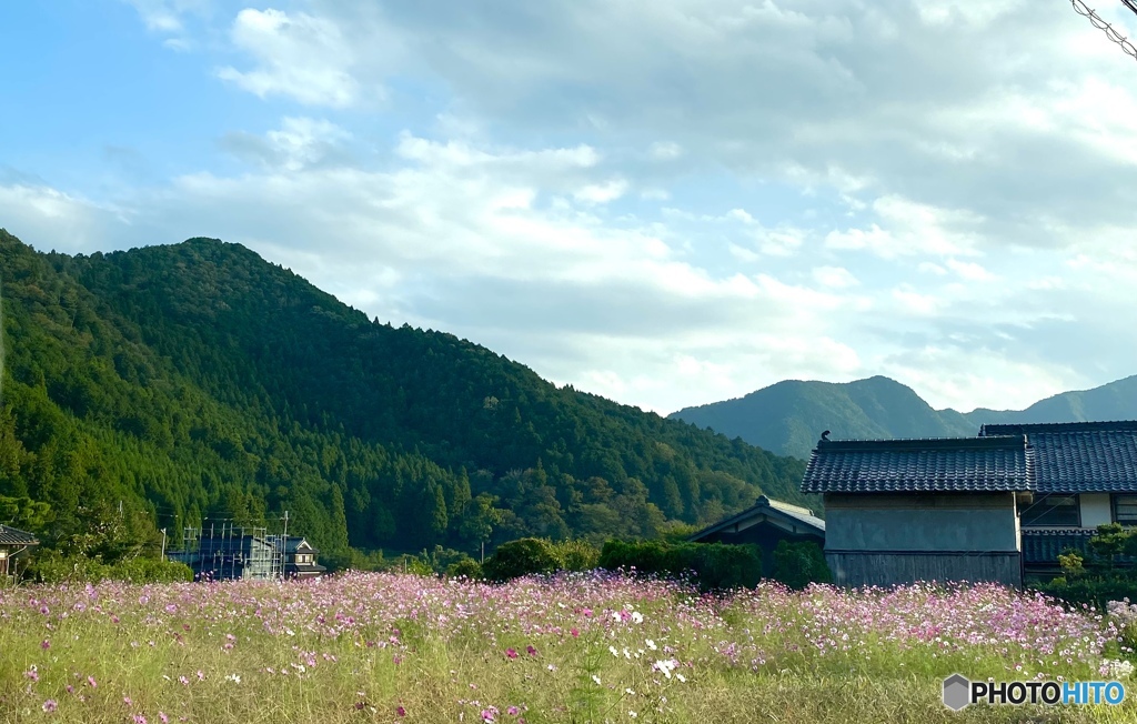 丹波篠山　コスモス