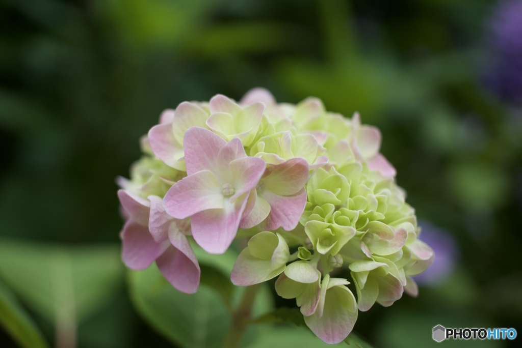 紫陽花さんぽ　①