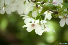 庭の桜も