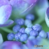 紫陽花⑥