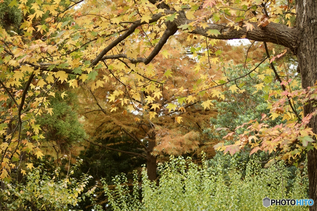 秋色の公園にて