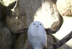 動物園にて　6