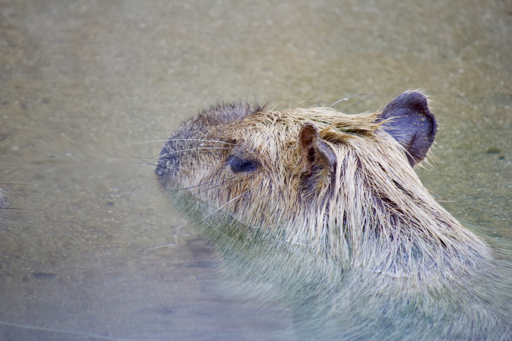 カピパラさん温泉にて　2