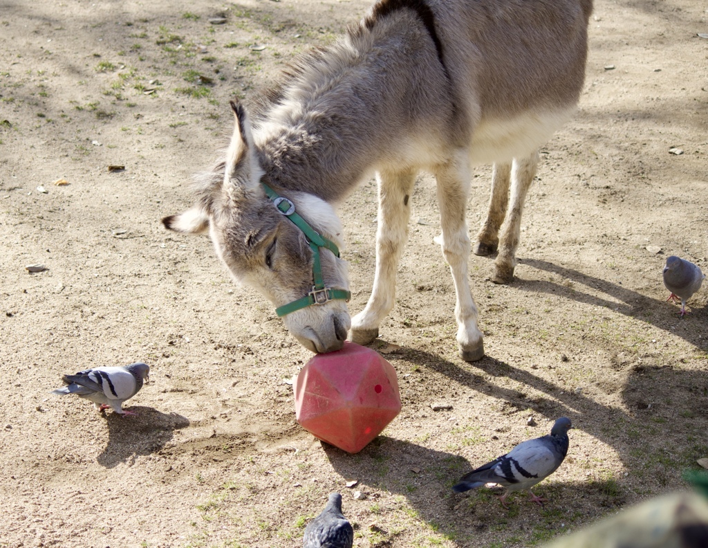 動物園にて