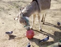 動物園にて