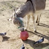 動物園にて