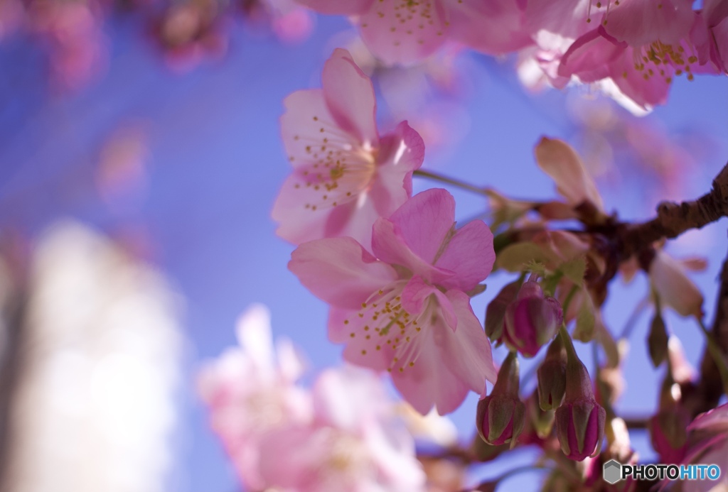 河津桜咲き始め