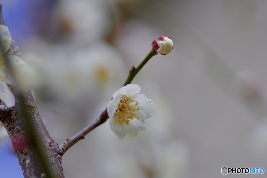 庭の白梅④