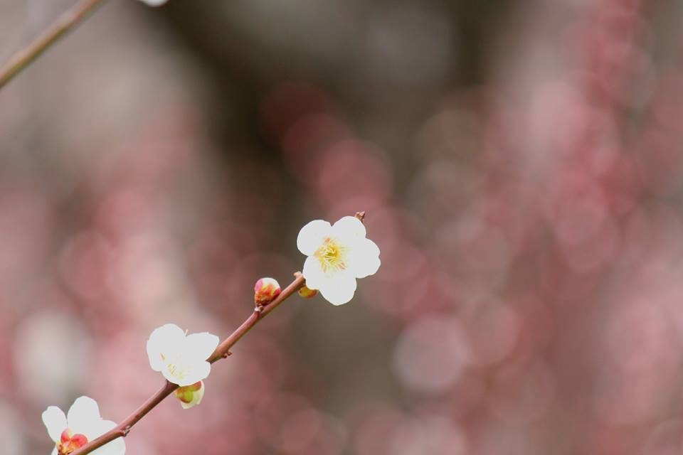 梅　3
