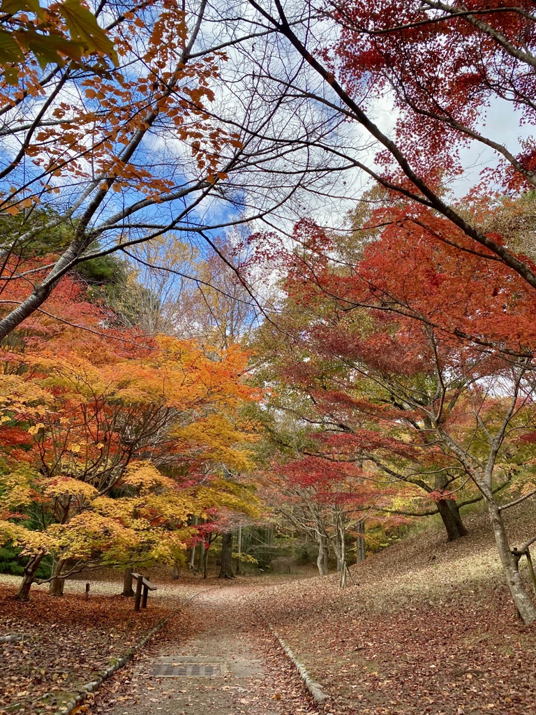 紅葉散歩